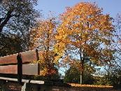 Laubbaum im Herbst