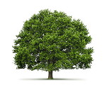 Baum