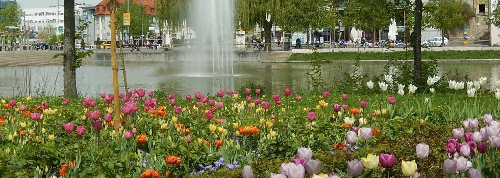 bunte Frühlingsblumen vor dem Stadtsee