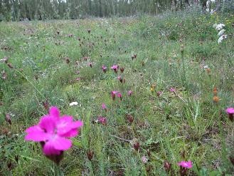 Blühfläche Baumoval Blühfläche Baumoval