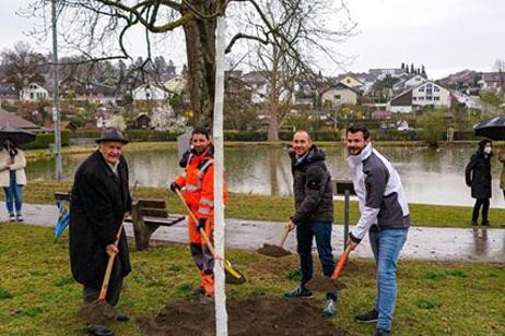 Pflanzung Mondlinde Pflanzung Mondlinde