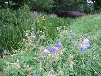Blühfläche Murkenbach Blühfläche Murkenbach