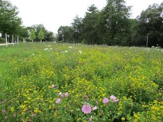Blühfläche Stadtgarten Blühfläche Stadtgarten