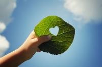 Blatt mit Herz zum Himmel